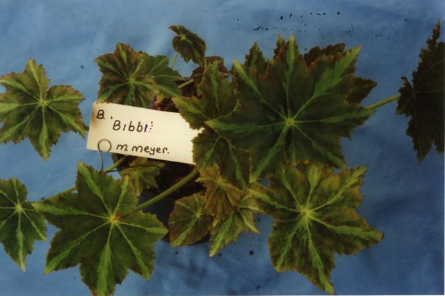 B. ‘Bibbi’